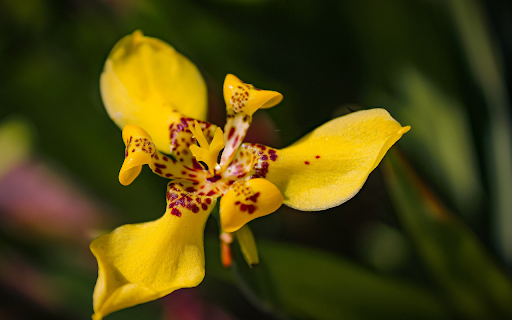 Small Orchid from Chrome web store to be run with OffiDocs Chromium online Small Orchid from Chrome web store to be run with OffiDocs Chromium online