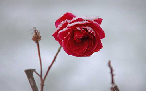 Snow rose from Chrome web store to be run with OffiDocs Chromium online Snow rose from Chrome web store to be run with OffiDocs Chromium online