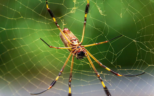 Spider and its legs from Chrome web store to be run with OffiDocs Chromium online Spider and its legs from Chrome web store to be run with OffiDocs Chromium online