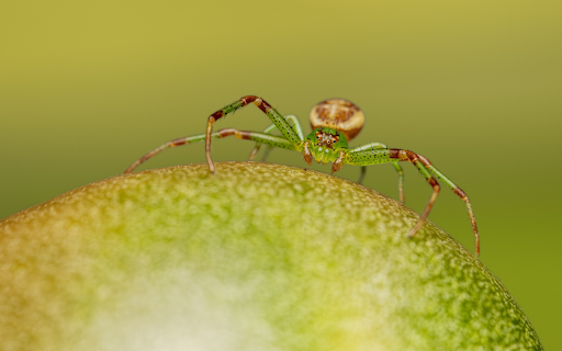 Spiders are greener from Chrome web store to be run with OffiDocs Chromium online Spiders are greener from Chrome web store to be run with OffiDocs Chromium online