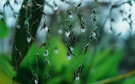 Spring Flower Branch from Chrome web store to be run with OffiDocs Chromium online Spring Flower Branch from Chrome web store to be run with OffiDocs Chromium online
