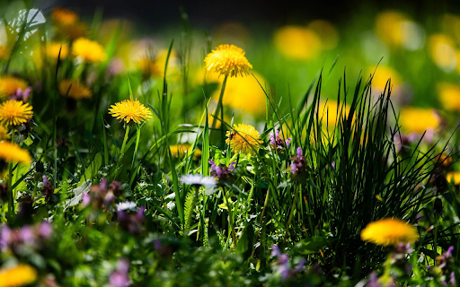 Spring Grass Flower Garden from Chrome web store to be run with OffiDocs Chromium online Spring Grass Flower Garden from Chrome web store to be run with OffiDocs Chromium online