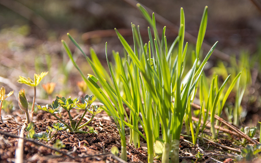 Sprouts in the sun from Chrome web store to be run with OffiDocs Chromium online Sprouts in the sun from Chrome web store to be run with OffiDocs Chromium online