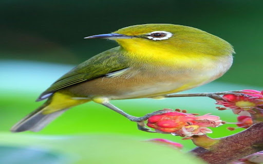 starling wallpaper from Chrome web store to be run with OffiDocs Chromium online starling wallpaper from Chrome web store to be run with OffiDocs Chromium online