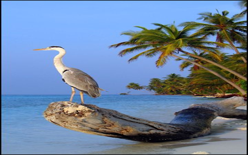 Stork beside the sea wallpaper from Chrome web store to be run with OffiDocs Chromium online Stork beside the sea wallpaper from Chrome web store to be run with OffiDocs Chromium online