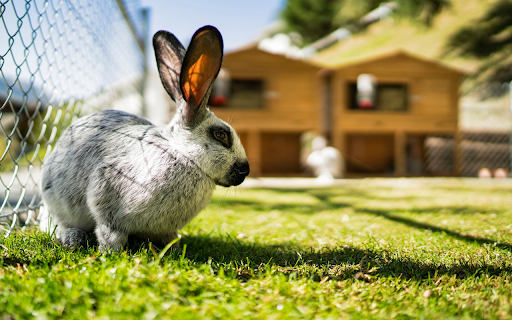 Straight eared gray rabbit from Chrome web store to be run with OffiDocs Chromium online Straight eared gray rabbit from Chrome web store to be run with OffiDocs Chromium online