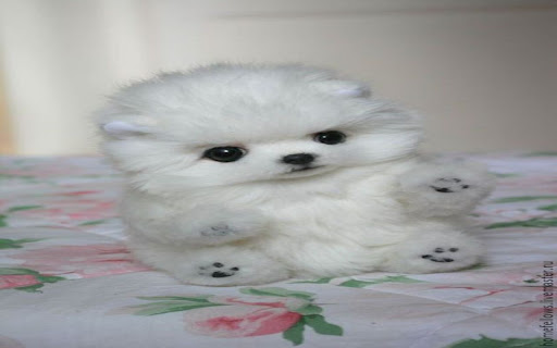 stuffed animal dog wallpapery from Chrome web store to be run with OffiDocs Chromium online stuffed animal dog wallpapery from Chrome web store to be run with OffiDocs Chromium online