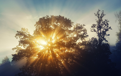 Sunburst Through the Trees from Chrome web store to be run with OffiDocs Chromium online Sunburst Through the Trees from Chrome web store to be run with OffiDocs Chromium online