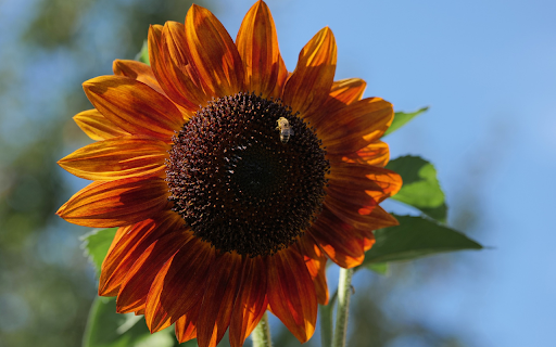 Sun flower and little bee from Chrome web store to be run with OffiDocs Chromium online Sun flower and little bee from Chrome web store to be run with OffiDocs Chromium online