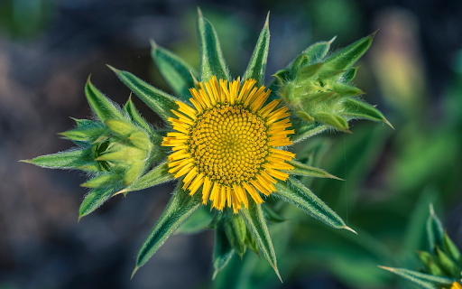 Sunflower Bud from Chrome web store to be run with OffiDocs Chromium online Sunflower Bud from Chrome web store to be run with OffiDocs Chromium online