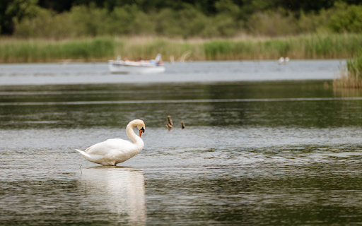 Swan by the lake from Chrome web store to be run with OffiDocs Chromium online Swan by the lake from Chrome web store to be run with OffiDocs Chromium online