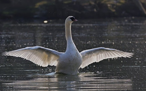 SWAN THEME from Chrome web store to be run with OffiDocs Chromium online SWAN THEME from Chrome web store to be run with OffiDocs Chromium online