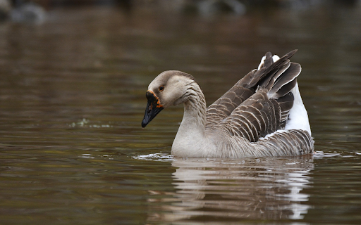 Swimming geese from Chrome web store to be run with OffiDocs Chromium online Swimming geese from Chrome web store to be run with OffiDocs Chromium online