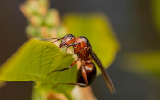 Termite from Chrome web store to be run with OffiDocs Chromium online Termite from Chrome web store to be run with OffiDocs Chromium online