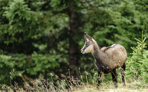 The antelope was bewildered from Chrome web store to be run with OffiDocs Chromium online The antelope was bewildered from Chrome web store to be run with OffiDocs Chromium online