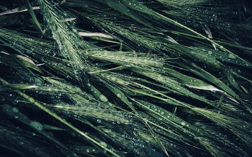 The barley water drops from Chrome web store to be run with OffiDocs Chromium online The barley water drops from Chrome web store to be run with OffiDocs Chromium online