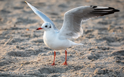 The bird spreads its wings on the beach from Chrome web store to be run with OffiDocs Chromium online The bird spreads its wings on the beach from Chrome web store to be run with OffiDocs Chromium online