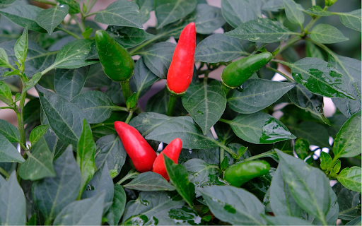 The chili plant bears fruit from Chrome web store to be run with OffiDocs Chromium online The chili plant bears fruit from Chrome web store to be run with OffiDocs Chromium online