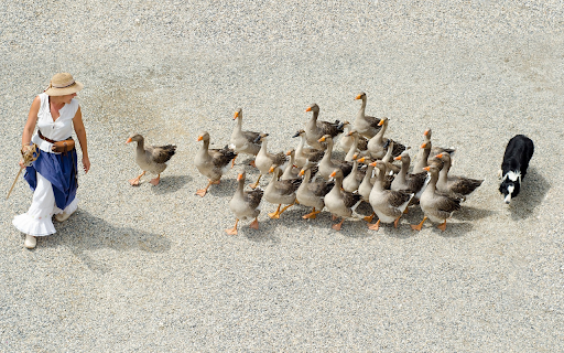 The geese followed from Chrome web store to be run with OffiDocs Chromium online The geese followed from Chrome web store to be run with OffiDocs Chromium online