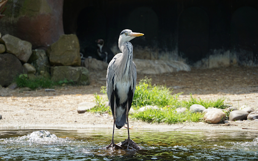 The heron next to the cave from Chrome web store to be run with OffiDocs Chromium online The heron next to the cave from Chrome web store to be run with OffiDocs Chromium online