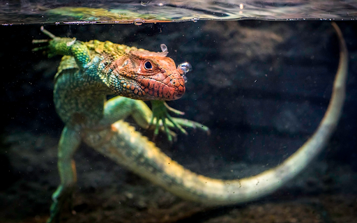 The lizard swims in the water from Chrome web store to be run with OffiDocs Chromium online The lizard swims in the water from Chrome web store to be run with OffiDocs Chromium online