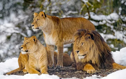 The Mighty Trio: Lions of the Wild from Chrome web store to be run with OffiDocs Chromium online The Mighty Trio: Lions of the Wild from Chrome web store to be run with OffiDocs Chromium online