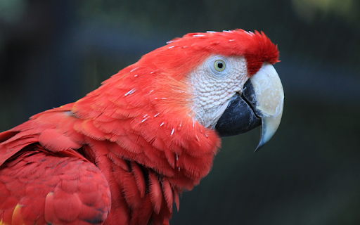 The parrot red amazon from Chrome web store to be run with OffiDocs Chromium online The parrot red amazon from Chrome web store to be run with OffiDocs Chromium online