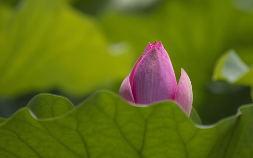 The pink lotus is shy from Chrome web store to be run with OffiDocs Chromium online The pink lotus is shy from Chrome web store to be run with OffiDocs Chromium online