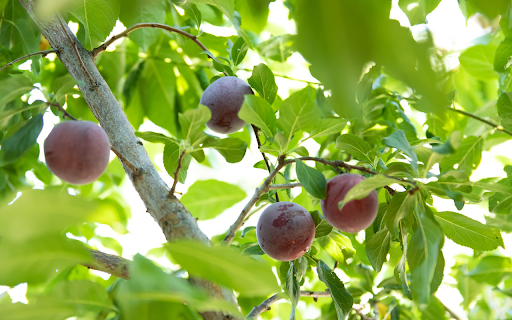 The purple plums are full of powder from Chrome web store to be run with OffiDocs Chromium online The purple plums are full of powder from Chrome web store to be run with OffiDocs Chromium online