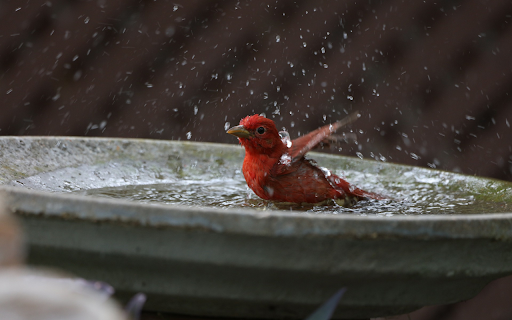 The red bird splashed water from Chrome web store to be run with OffiDocs Chromium online The red bird splashed water from Chrome web store to be run with OffiDocs Chromium online
