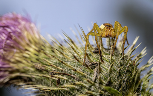 The spider and the thorn flower from Chrome web store to be run with OffiDocs Chromium online The spider and the thorn flower from Chrome web store to be run with OffiDocs Chromium online