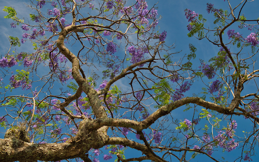 The tree blooms purple flowers from Chrome web store to be run with OffiDocs Chromium online The tree blooms purple flowers from Chrome web store to be run with OffiDocs Chromium online