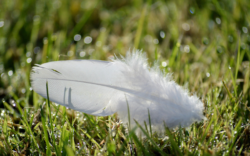 The white feather falls from Chrome web store to be run with OffiDocs Chromium online The white feather falls from Chrome web store to be run with OffiDocs Chromium online