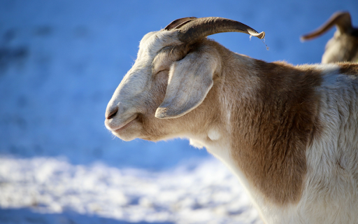 The white goat is dim in the sunlight from Chrome web store to be run with OffiDocs Chromium online The white goat is dim in the sunlight from Chrome web store to be run with OffiDocs Chromium online