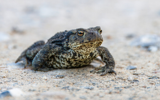 Toad from Chrome web store to be run with OffiDocs Chromium online Toad from Chrome web store to be run with OffiDocs Chromium online