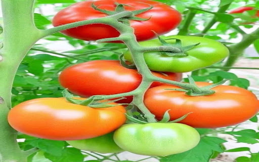 tomato cluster wallpaper from Chrome web store to be run with OffiDocs Chromium online tomato cluster wallpaper from Chrome web store to be run with OffiDocs Chromium online