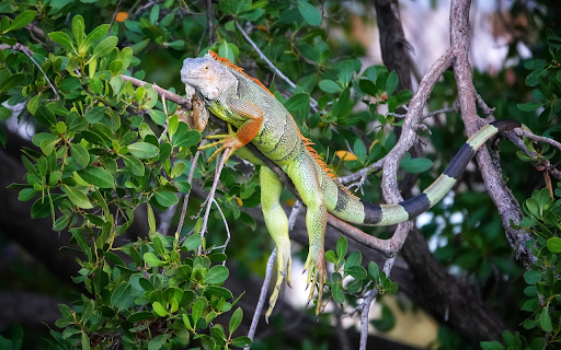 tree lizard from Chrome web store to be run with OffiDocs Chromium online tree lizard from Chrome web store to be run with OffiDocs Chromium online