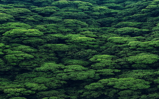 Tropical forest wallpaper from Chrome web store to be run with OffiDocs Chromium online Tropical forest wallpaper from Chrome web store to be run with OffiDocs Chromium online