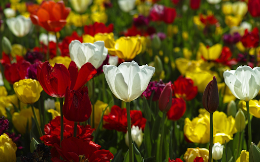 Tulip paradise from Chrome web store to be run with OffiDocs Chromium online Tulip paradise from Chrome web store to be run with OffiDocs Chromium online