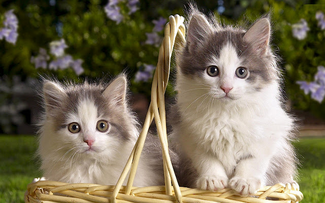 Twins Cute Cat from Chrome web store to be run with OffiDocs Chromium online Twins Cute Cat from Chrome web store to be run with OffiDocs Chromium online