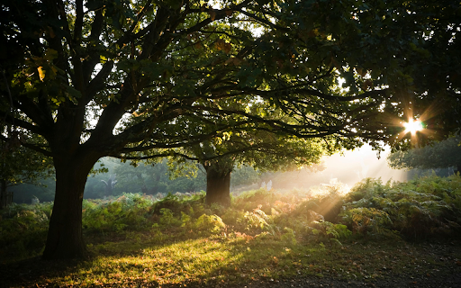 Two Green Leafed Trees Surrounded by Green Grass from Chrome web store to be run with OffiDocs Chromium online Two Green Leafed Trees Surrounded by Green Grass from Chrome web store to be run with OffiDocs Chromium online