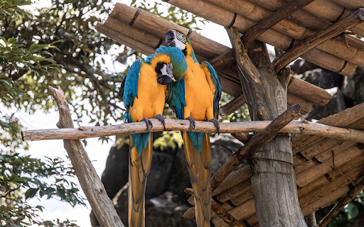 Two green parrots in front of the nest from Chrome web store to be run with OffiDocs Chromium online Two green parrots in front of the nest from Chrome web store to be run with OffiDocs Chromium online