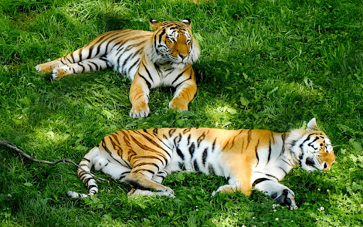 Two Tigers Lying on the Grass from Chrome web store to be run with OffiDocs Chromium online Two Tigers Lying on the Grass from Chrome web store to be run with OffiDocs Chromium online