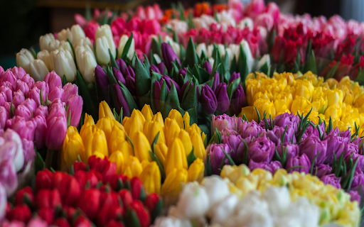 Vibrant Tulip Garden Theme from Chrome web store to be run with OffiDocs Chromium online Vibrant Tulip Garden Theme from Chrome web store to be run with OffiDocs Chromium online