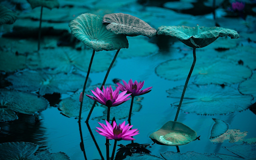 Water lily pond from Chrome web store to be run with OffiDocs Chromium online Water lily pond from Chrome web store to be run with OffiDocs Chromium online