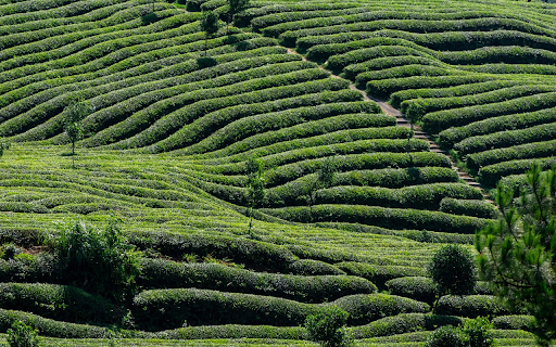 Waves of Green Tea Hills from Chrome web store to be run with OffiDocs Chromium online Waves of Green Tea Hills from Chrome web store to be run with OffiDocs Chromium online