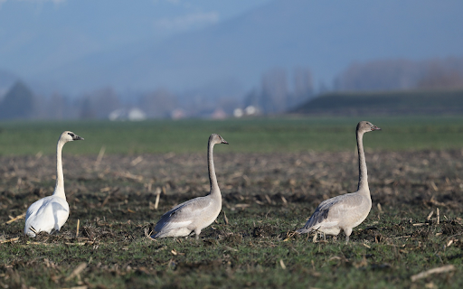 white and gray swans from Chrome web store to be run with OffiDocs Chromium online white and gray swans from Chrome web store to be run with OffiDocs Chromium online