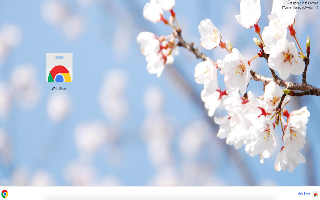 White Cherry Blossom Theme from Chrome web store to be run with OffiDocs Chromium online White Cherry Blossom Theme from Chrome web store to be run with OffiDocs Chromium online