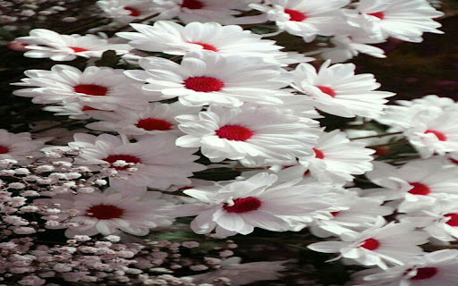 White daisy red heart wallpaper from Chrome web store to be run with OffiDocs Chromium online White daisy red heart wallpaper from Chrome web store to be run with OffiDocs Chromium online