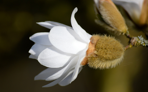 White Flowers and Feathers from Chrome web store to be run with OffiDocs Chromium online White Flowers and Feathers from Chrome web store to be run with OffiDocs Chromium online